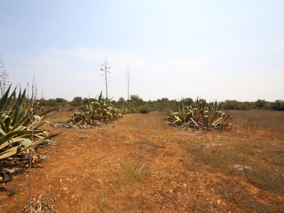 Terreno en Llucmajor, Mallorca - foto 3