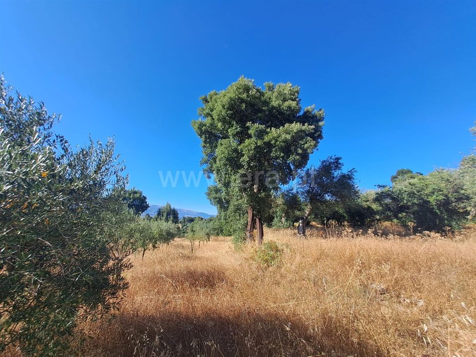 Helårsgrund i Fundao, Castelo Branco - foto 5