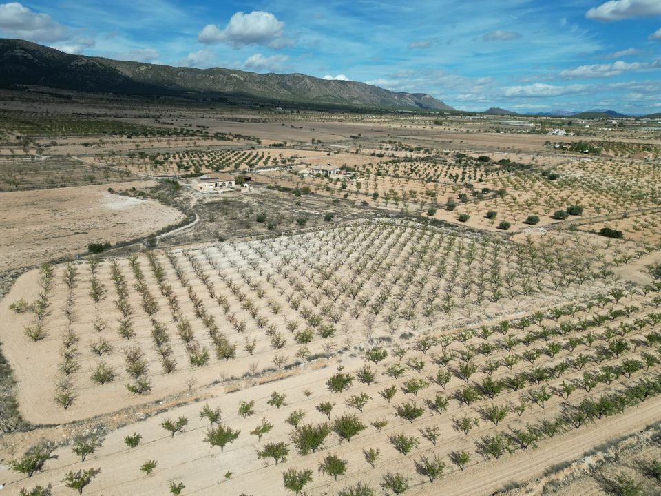Helårsgrund i Pinoso, Alicante - foto 2