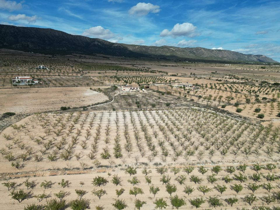 Helårsgrund i Pinoso, Alicante - foto 3