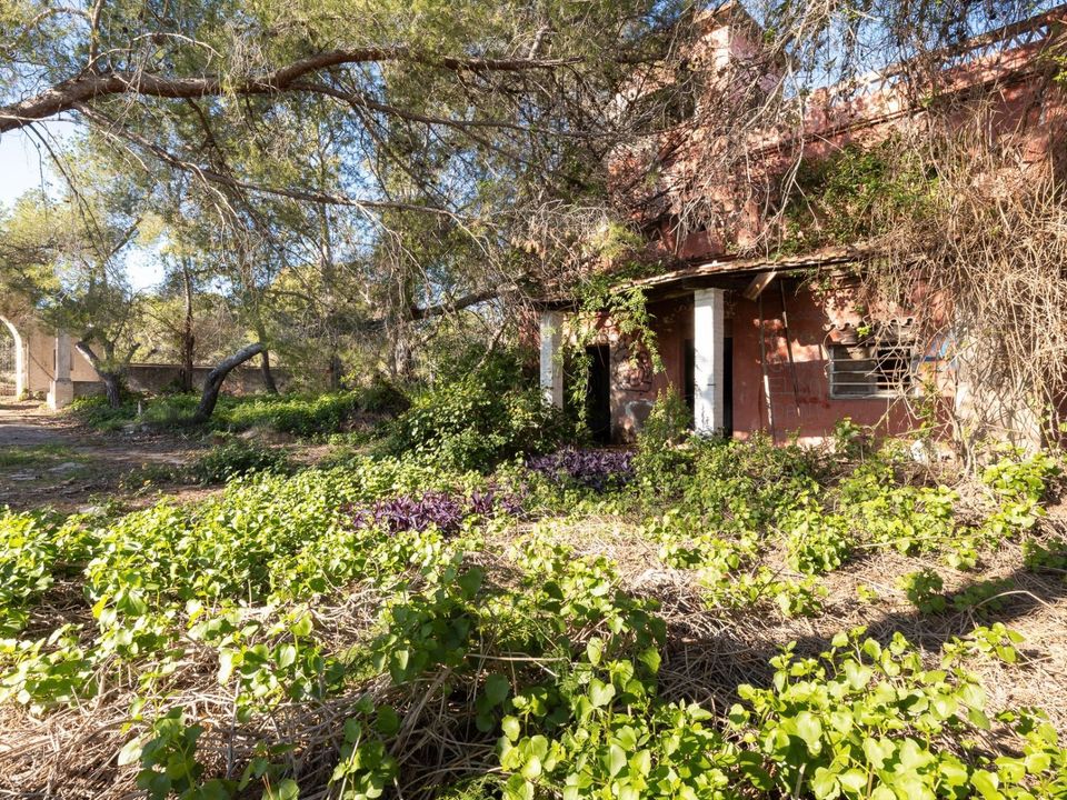 Helårsgrund i Campo Olivar, Valencia - foto 5