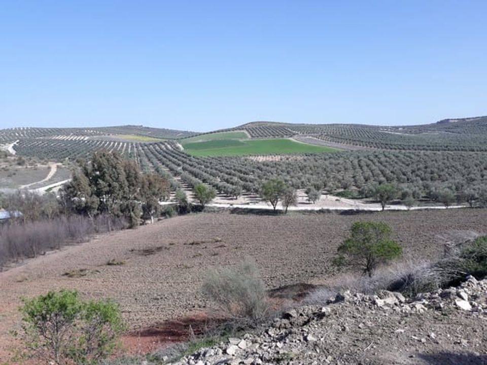 Finca i Malaga city, Malaga - foto 1
