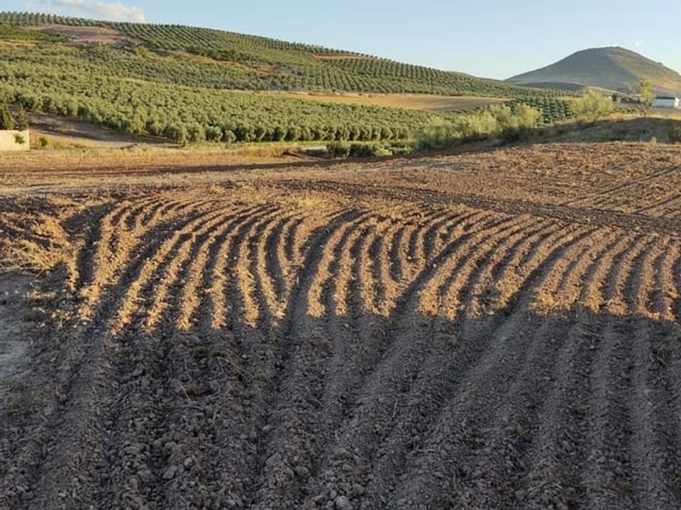 Finca i Malaga city, Malaga - foto 5