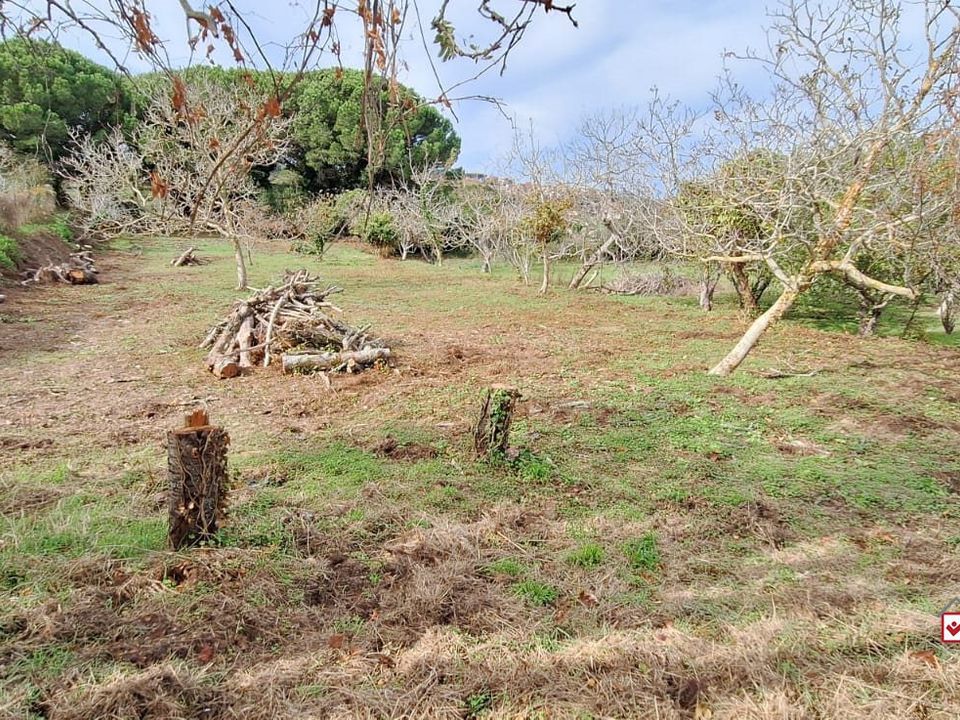 Terra a Messina, Messina - foto 5