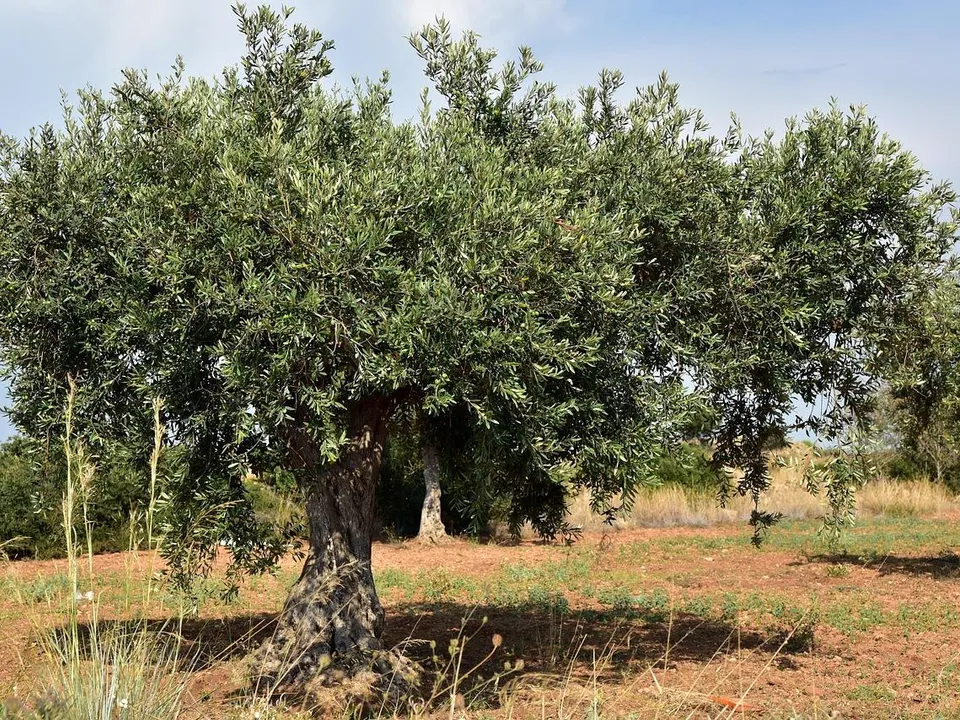 Helårsgrund i Amposta, Tarragona - foto 1