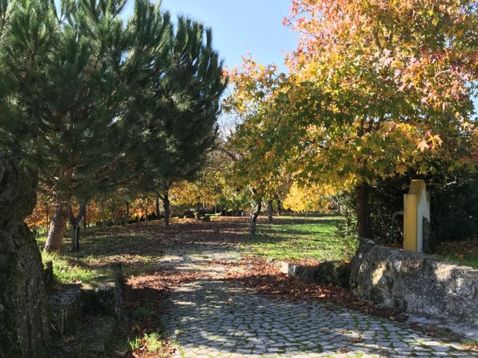 Farm i Carregal do Sal, Viseu - foto 4
