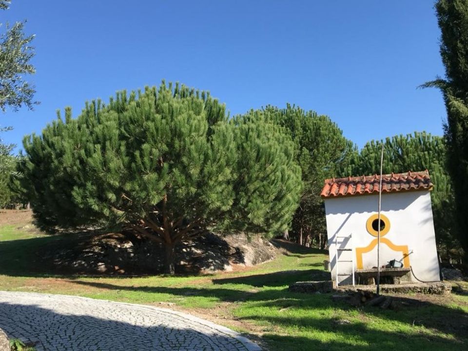 Farm i Carregal do Sal, Viseu - foto 5