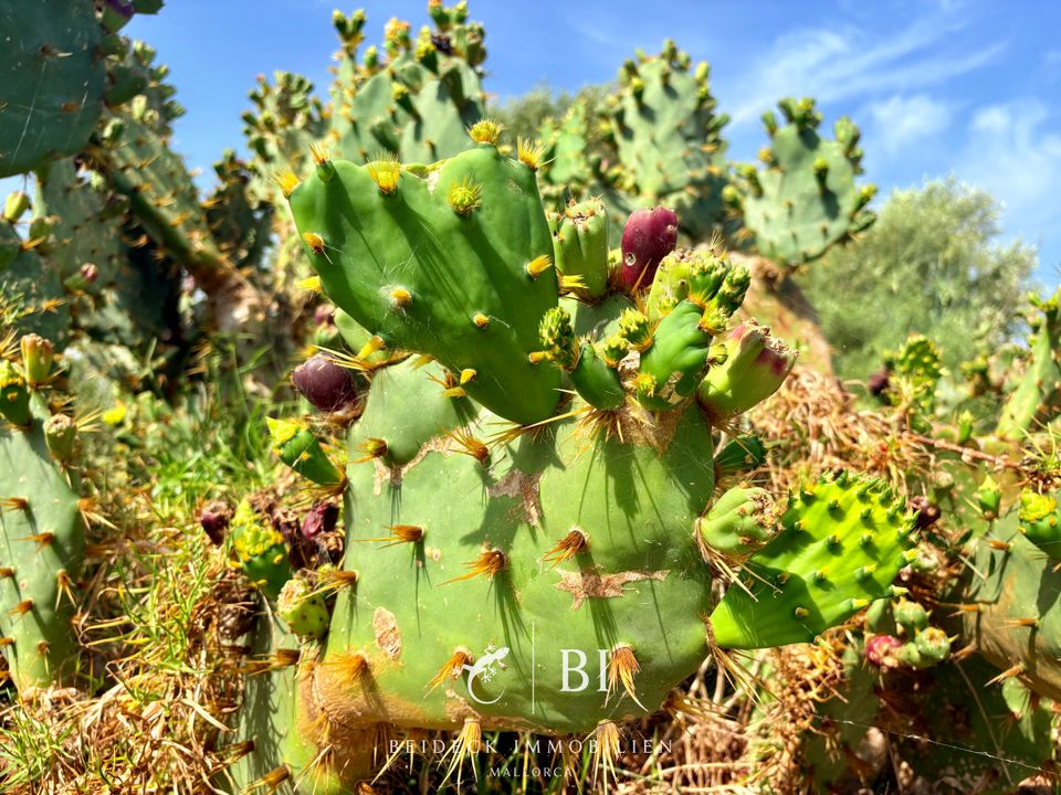 Finca i Son Carrio, Mallorca - foto 5
