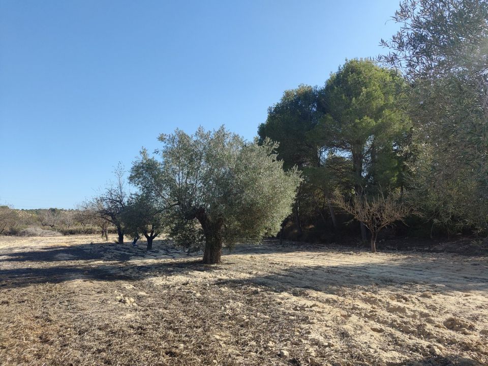 Finca i Torremendo, Alicante - foto 3
