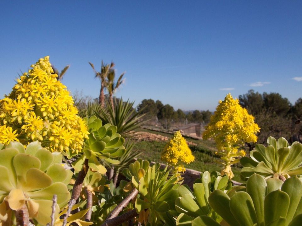 Finca i Benissa, Alicante - foto 3