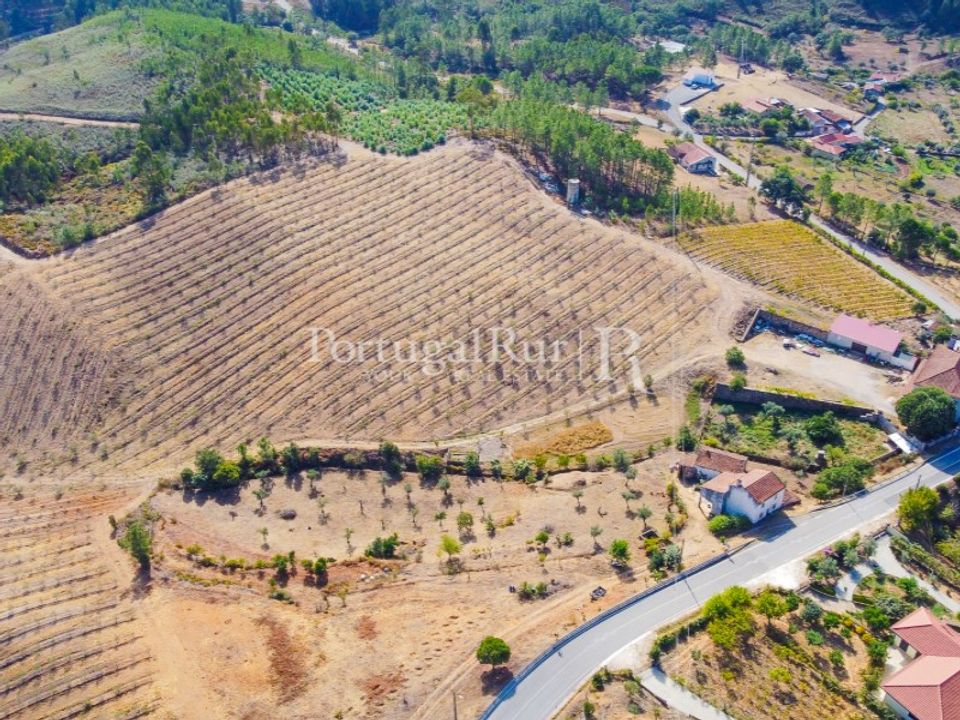 Farm i Macao, Santarem - foto 2