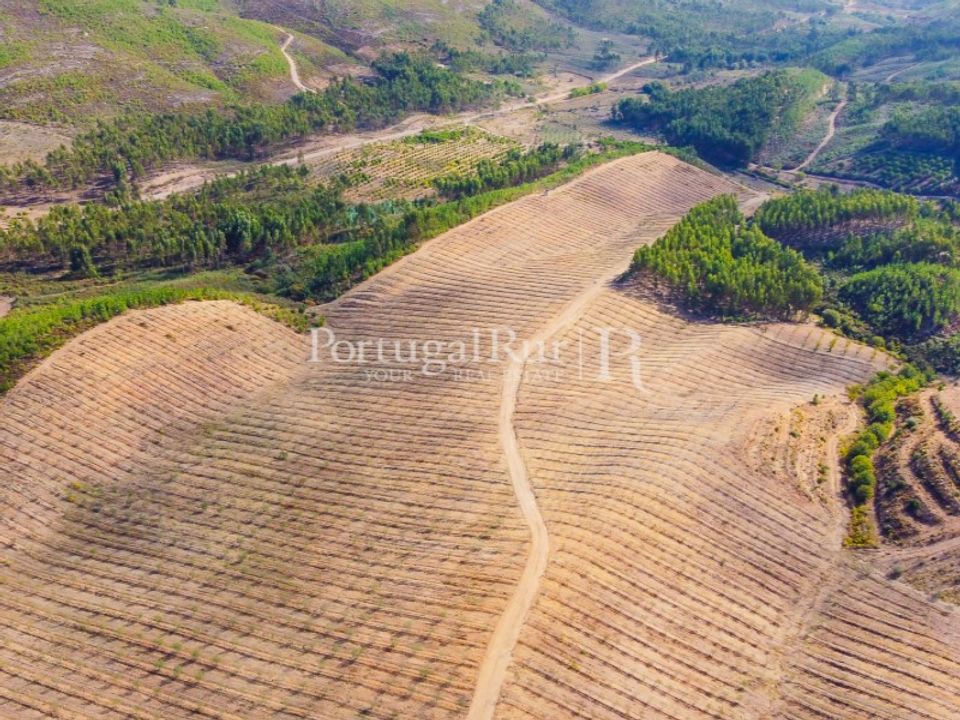 Farm i Macao, Santarem - foto 4