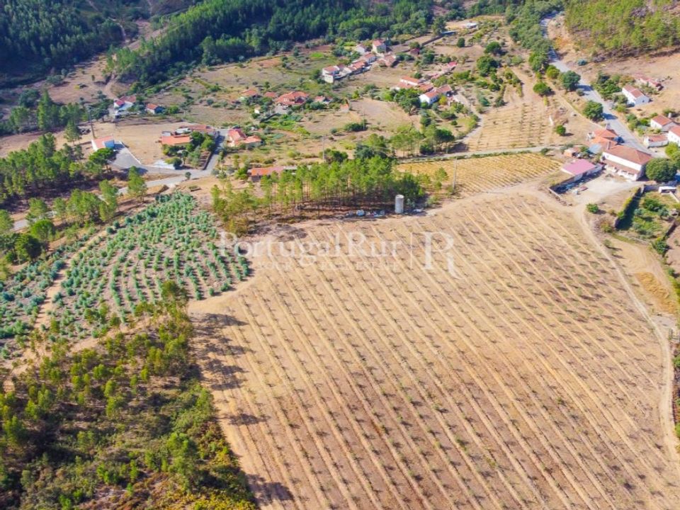 Farm i Macao, Santarem - foto 5