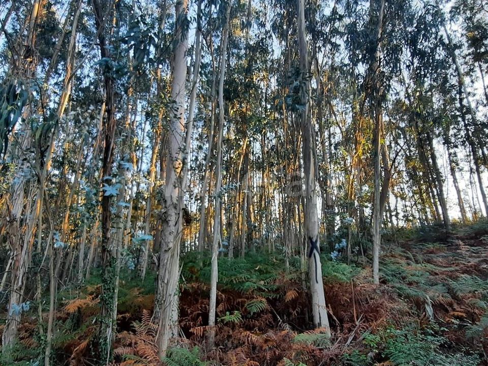Helårsgrund i Povoa de Lanhoso, Braga - foto 1