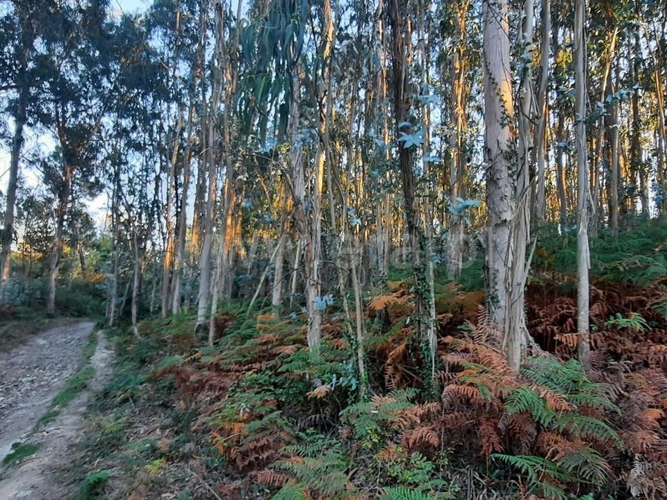 Helårsgrund i Povoa de Lanhoso, Braga - foto 4