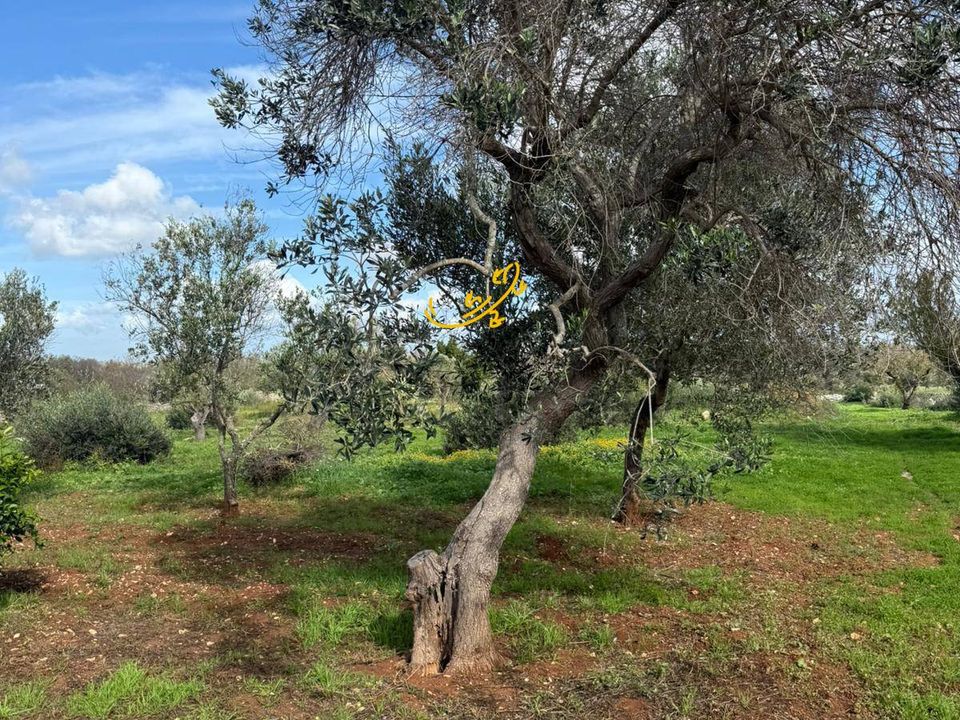 Landejendom i Ostuni, Brindisi - foto 3