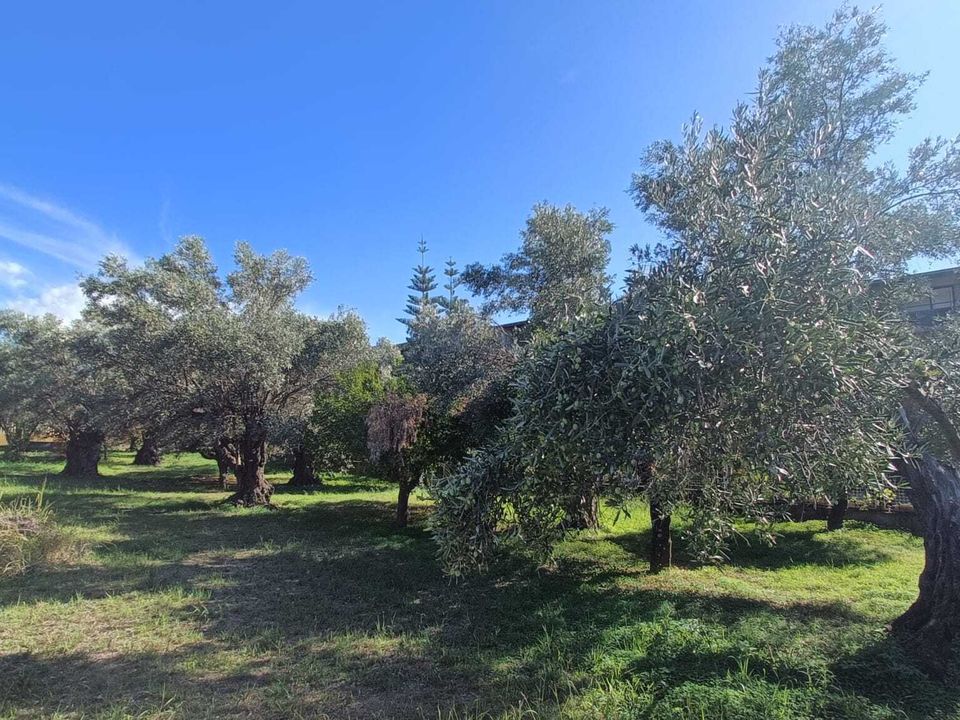 Helårsgrund i Lamezia Terme, Catanzaro - foto 3