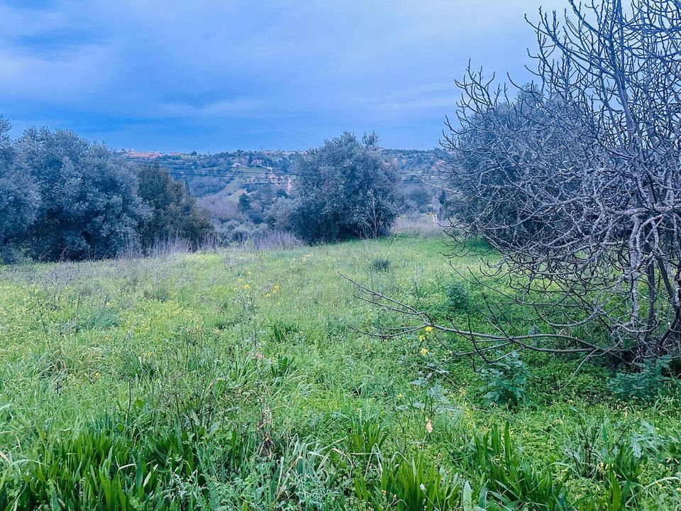 Helårsgrund i Torres Novas, Santarem - foto 2