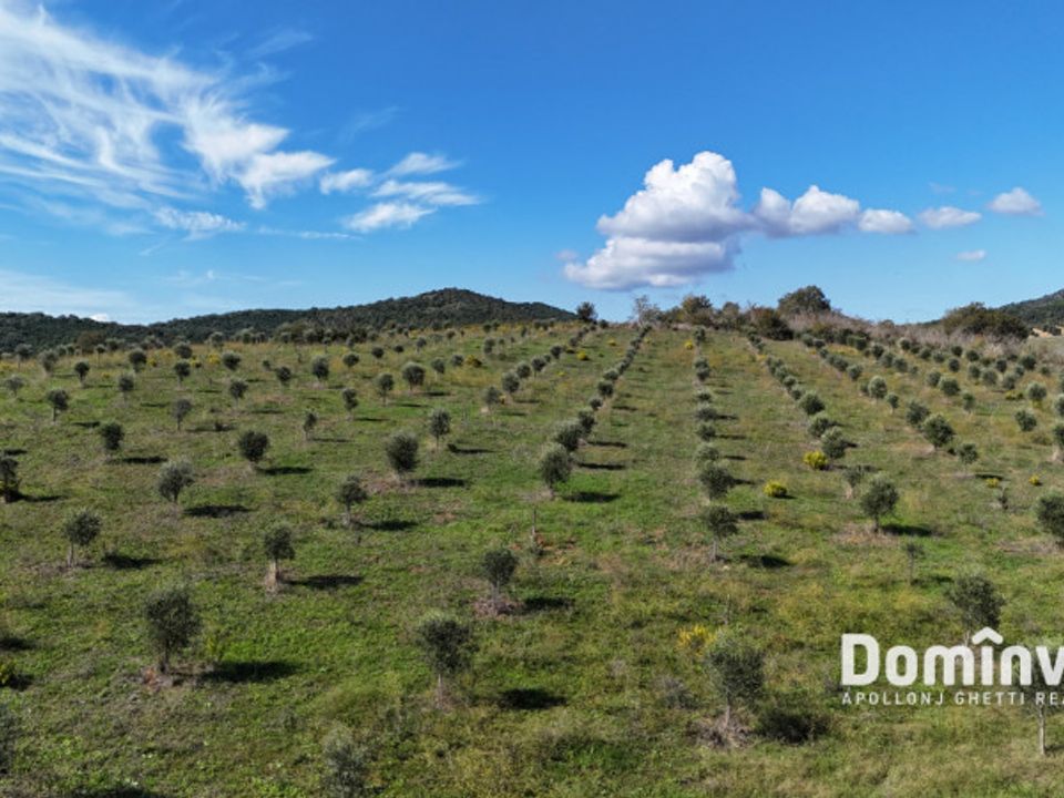Helårsgrund i Capalbio, Grosseto - foto 1