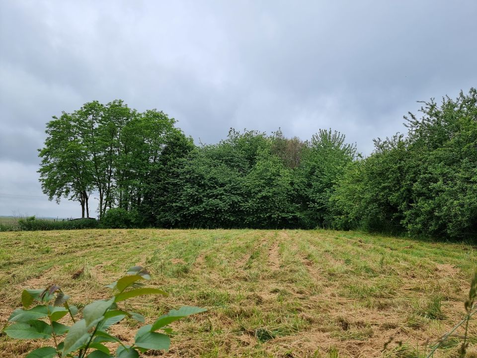 Helårsgrund i Sancy-lès-Provins, Seine-et-Marne - foto 1
