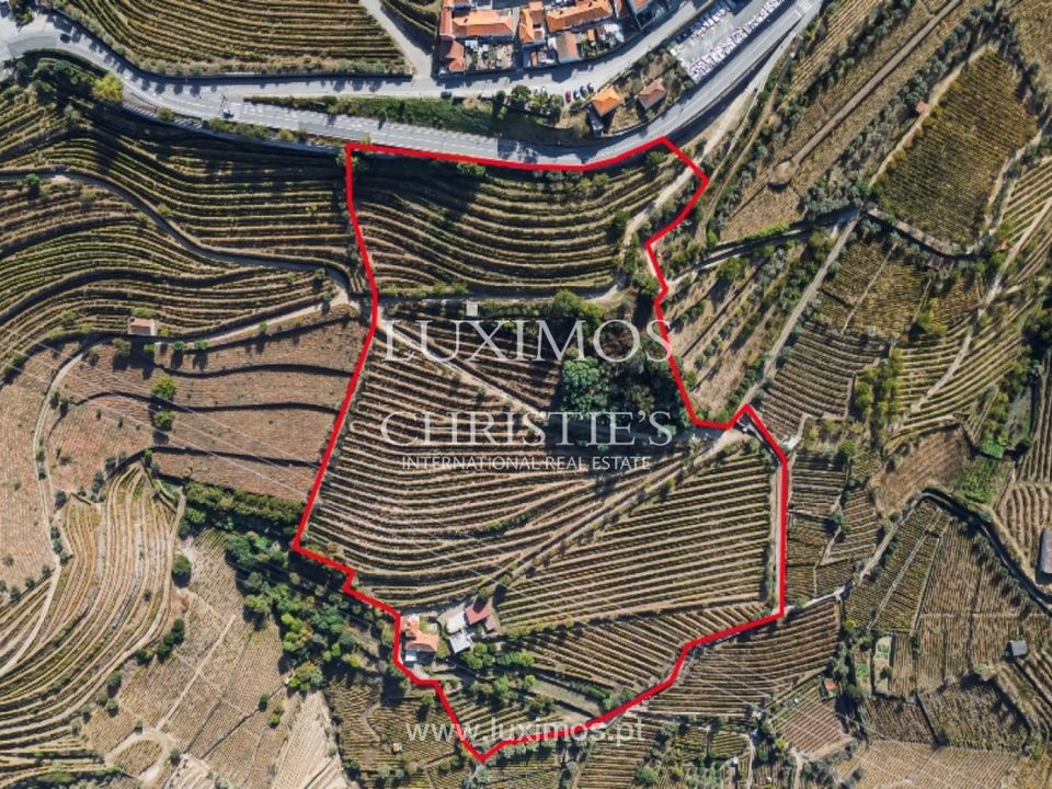 Farm i Lamego, Viseu - foto 3