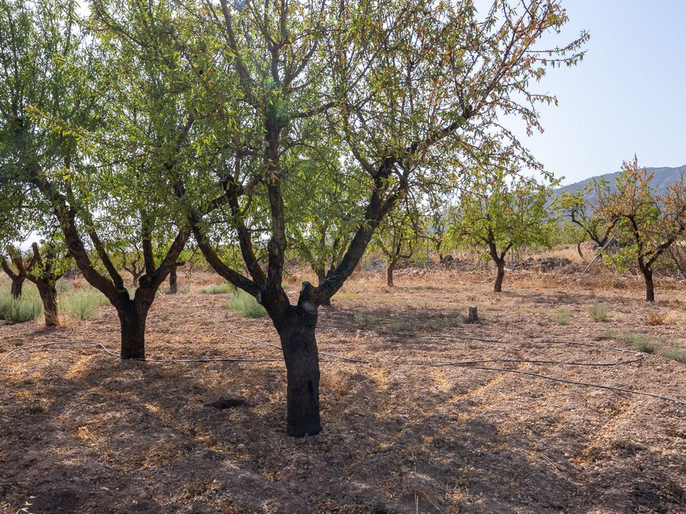 Masia a Pinoso, Alicante - foto 4