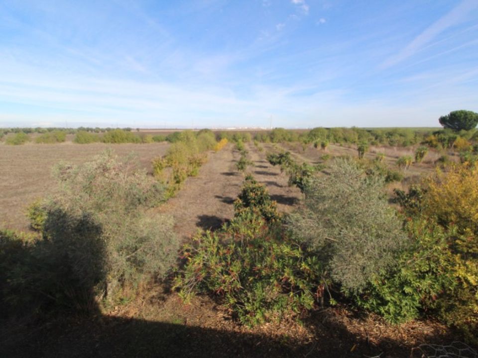 Farm i Beja, Beja - foto 2