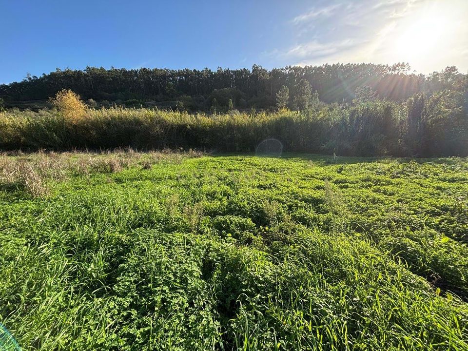 Helårsgrund i Colmeias, Leiria - foto 4
