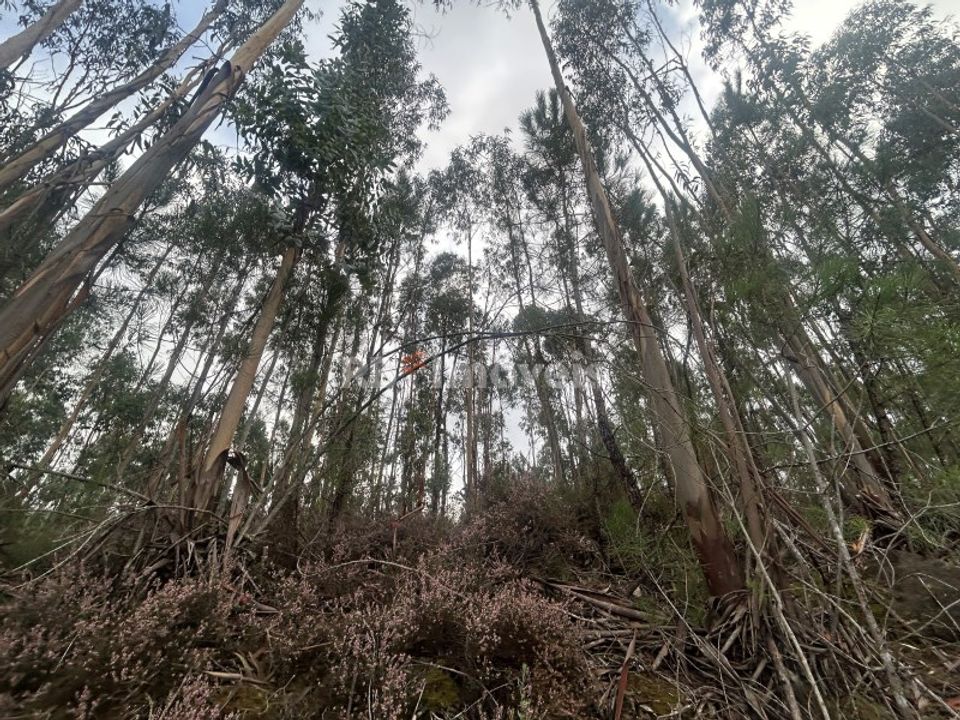 Helårsgrund i Tomar, Santarem - foto 3