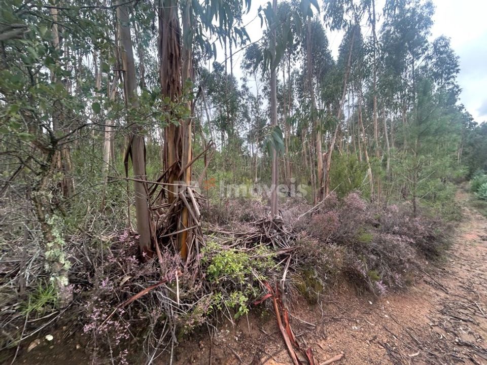 Helårsgrund i Tomar, Santarem - foto 2