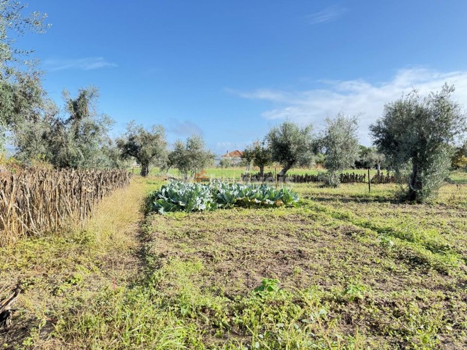 Tomt i Abrantes, Santarem - bilde 1