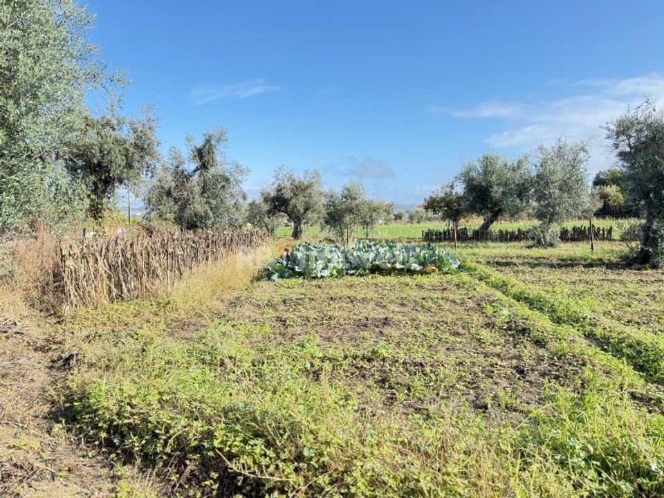 Tomt i Abrantes, Santarem - bilde 2