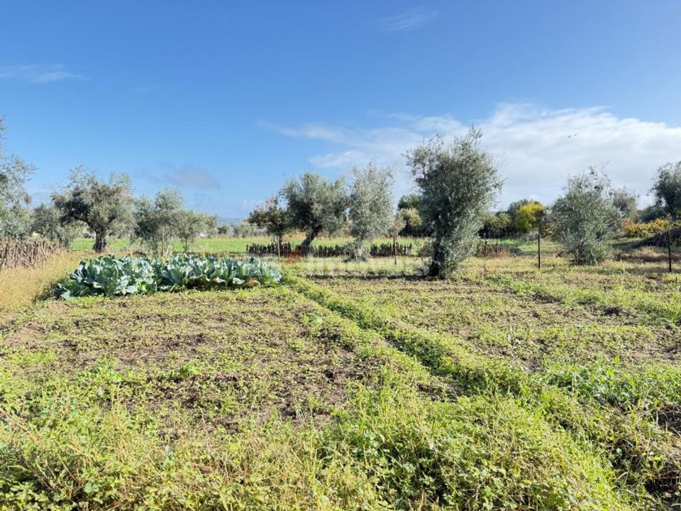 Tomt i Abrantes, Santarem - bilde 3