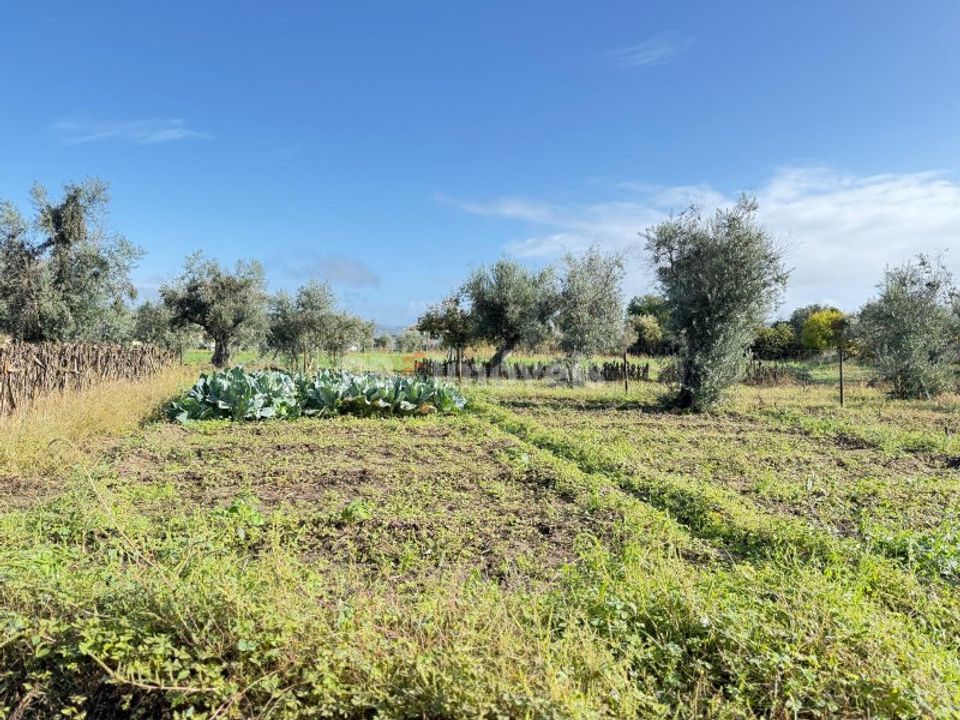 Tomt i Abrantes, Santarem - bilde 5