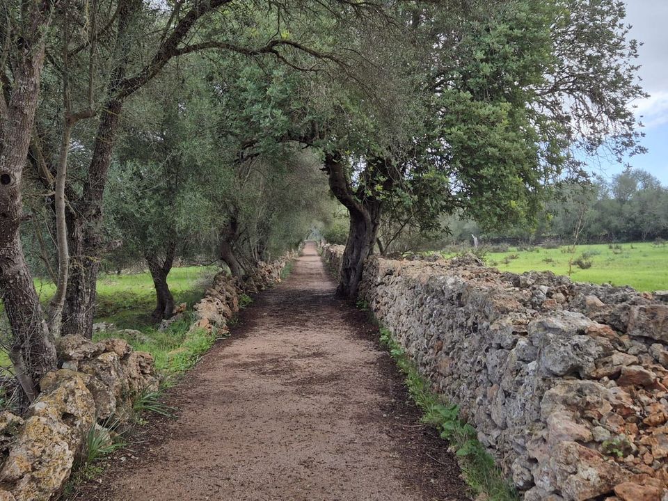 Helårsgrund i Costitx, Mallorca - foto 2