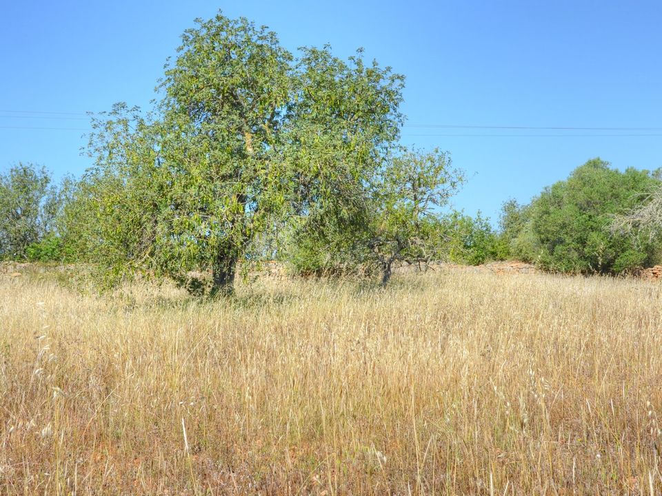 Helårsgrund i Santanyi, Mallorca - foto 2