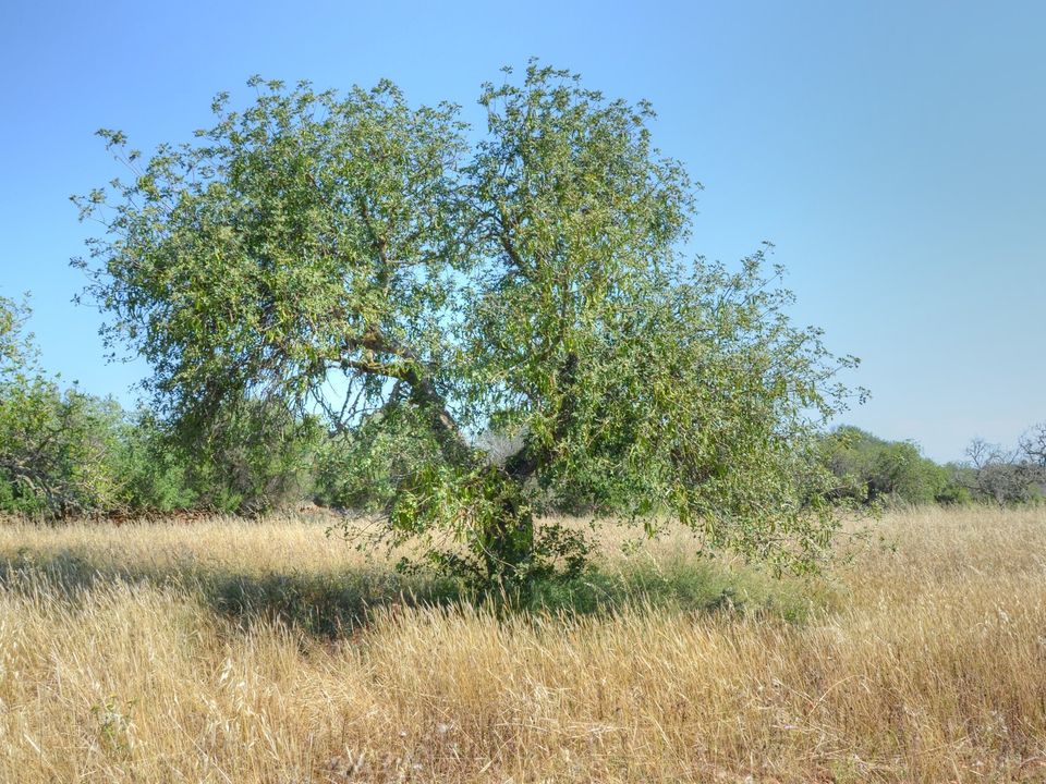 Helårsgrund i Santanyi, Mallorca - foto 4