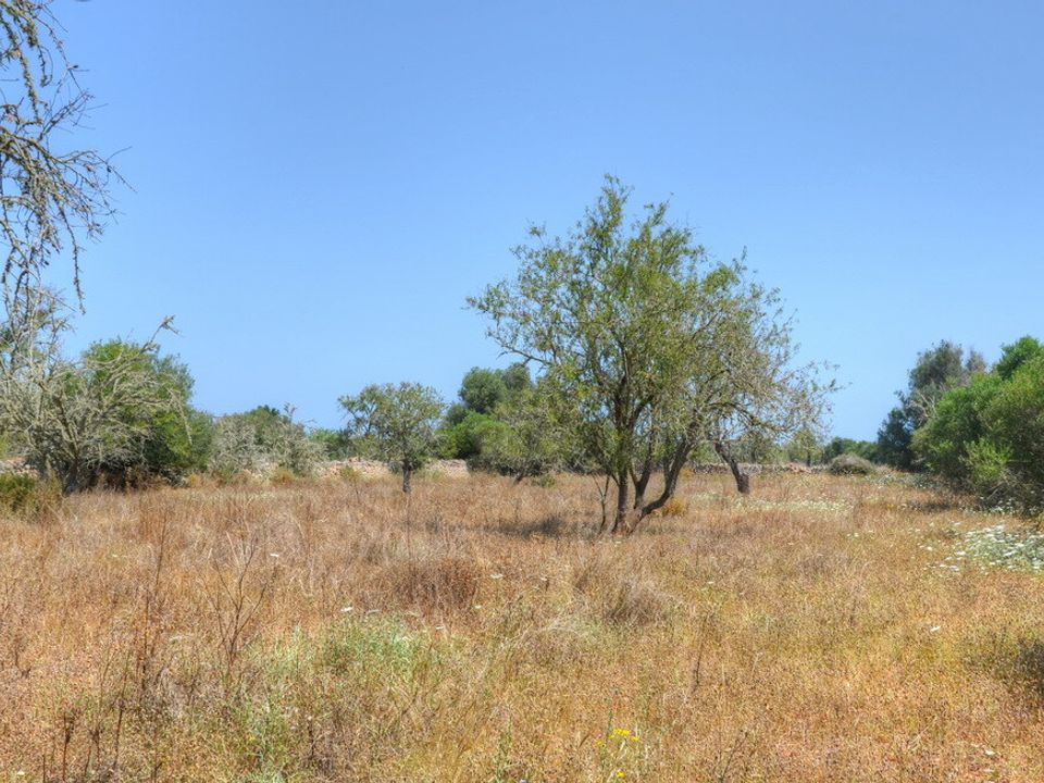 Helårsgrund i Santanyi, Mallorca - foto 3