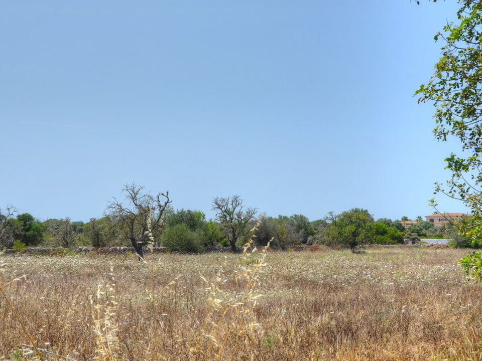 Helårsgrund i Santanyi, Mallorca - foto 4