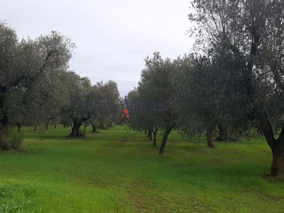 Helårsgrund i San Michele Salentino, Brindisi - foto 4