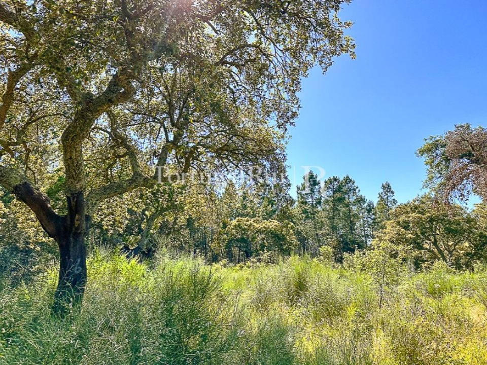 Farm i Monsanto e Idanha-a-Velha, Castelo Branco - foto 3