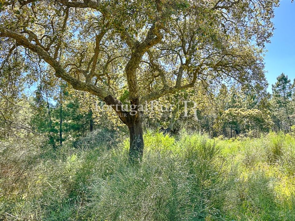 Farm i Monsanto e Idanha-a-Velha, Castelo Branco - foto 4