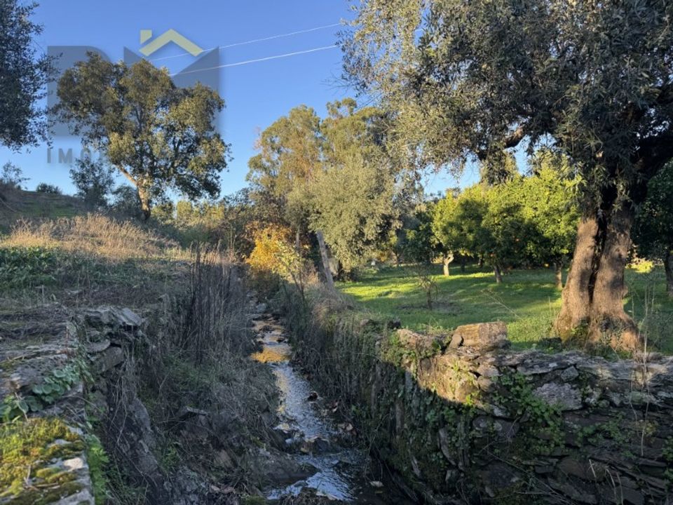 Farm i Castelo Branco, Castelo Branco - foto 4