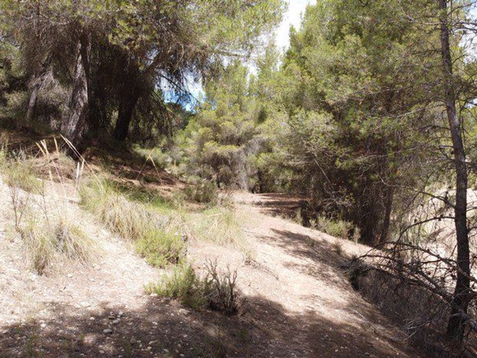 Landejendom i Benamaurel, Granada - foto 5