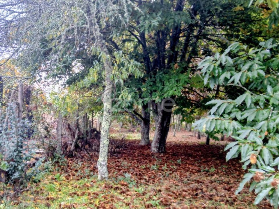 Tomt i Abraveses, Viseu - bilde 4