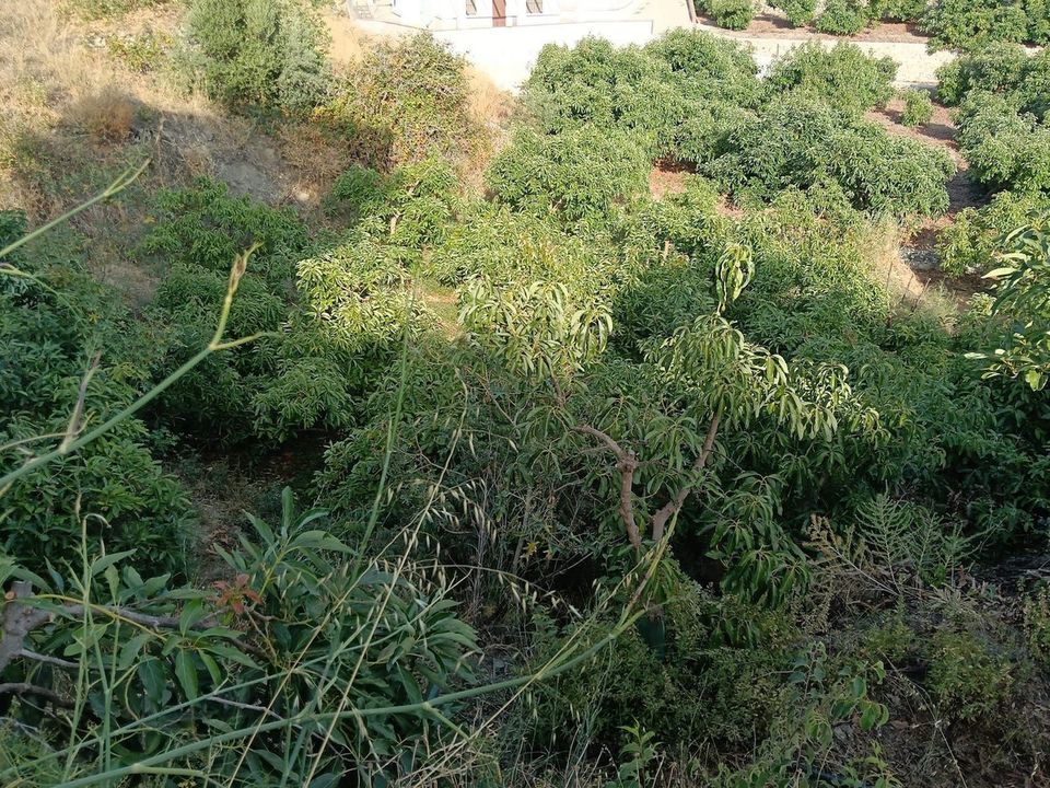 Helårsgrund i Frigiliana, Malaga - foto 4