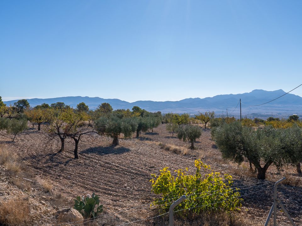 Landejendom i Jumilla, Murcia - foto 4