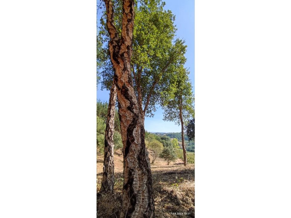 Helårsgrund i Caldas da Rainha, Leiria - foto 4