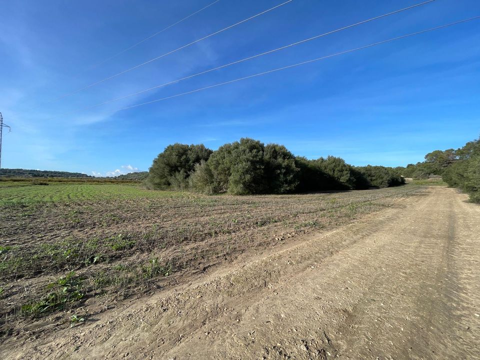 Terra a Muro, Mallorca - foto 4