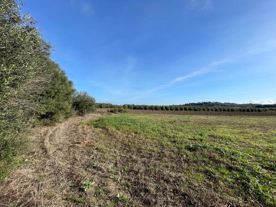 Terra a Muro, Mallorca - foto 3